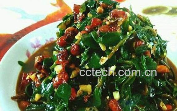 马齿苋怎么吃 马齿菜哪种人不能吃-0