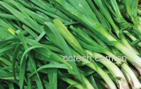  大蒜苗的功效与作用-1