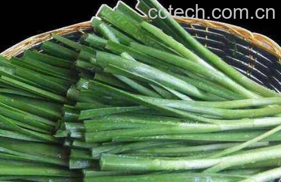韭菜的功效与作用 韭菜的食用禁忌-1