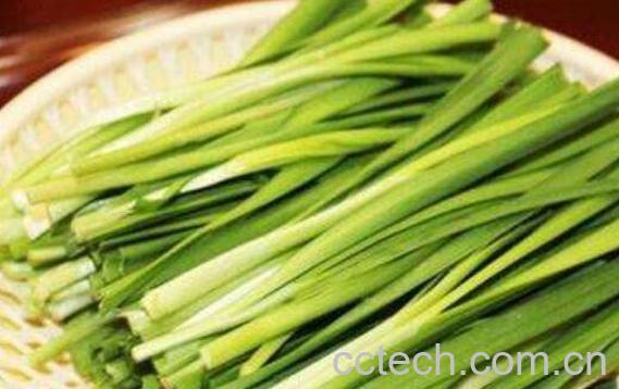 韭菜的功效与作用 韭菜的食用禁忌-0