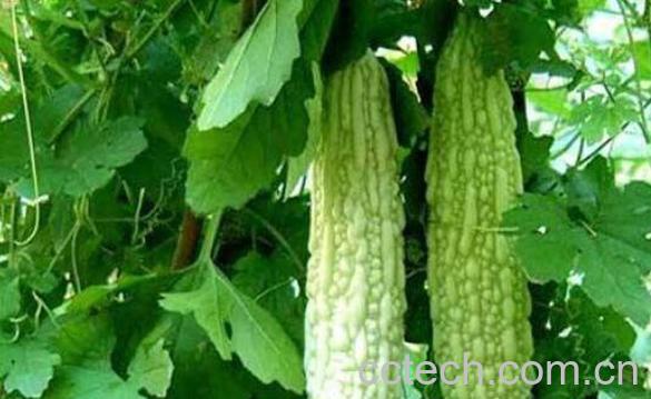 苦瓜的功效与作用有哪些-0