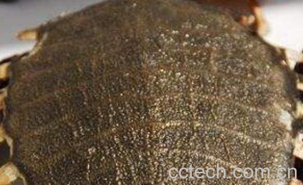 甲鱼壳的功效与作用-0