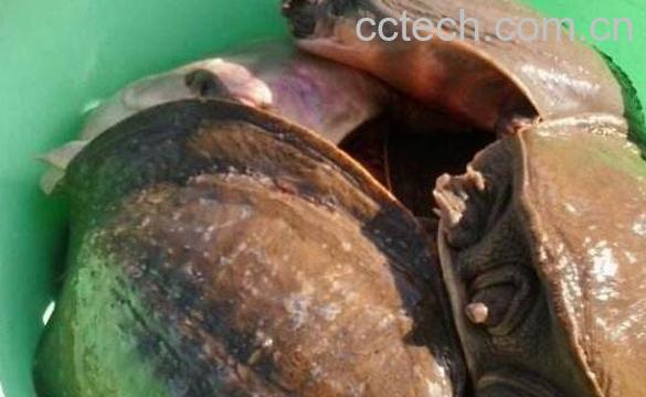 甲鱼壳的功效与作用-1