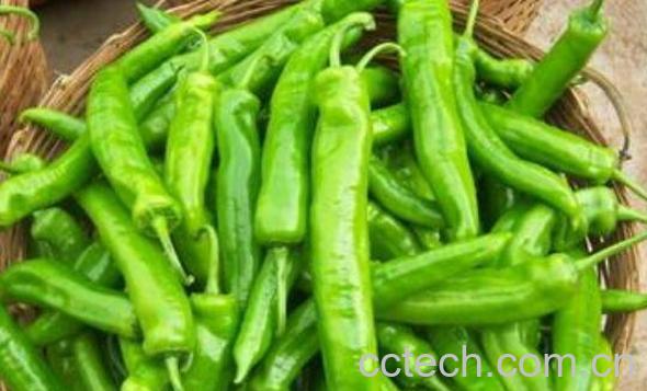 生腌青辣椒的简单做法-0