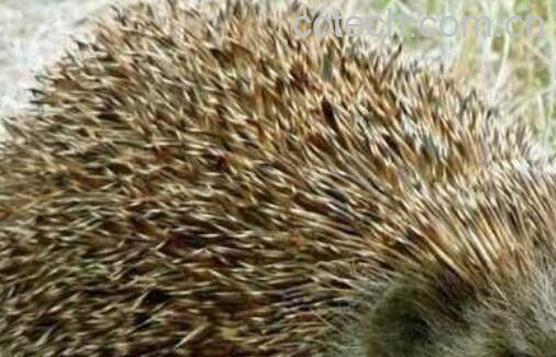 猬肉的功效与作用-0