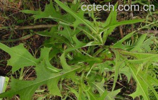 山莴苣的功效与作用-1