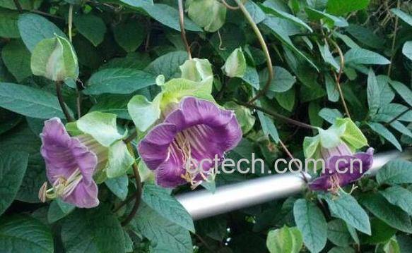 地黄叶的功效与作用及药用价值-1