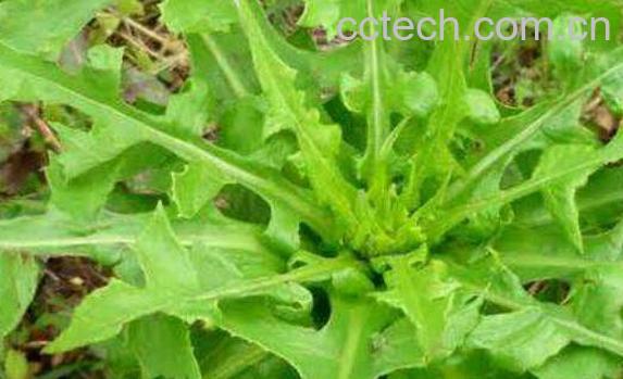 山莴苣的功效与作用-0