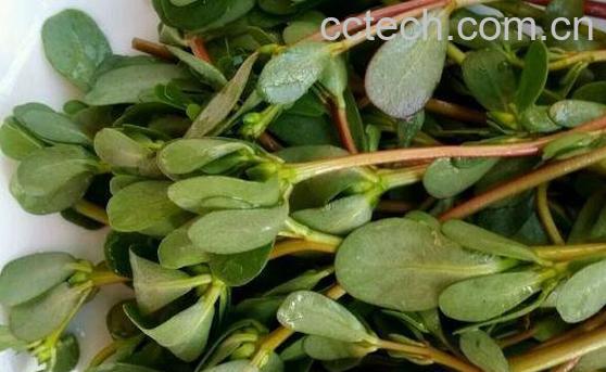 野菜马齿苋的功效与作用 马齿笕对什么病最有效-1