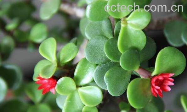 野菜马齿苋的功效与作用 马齿笕对什么病最有效-0