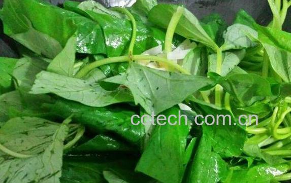 红薯叶的功效与作用及食用方法-0