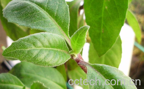 龙虎山长寿草怎么吃 龙虎山长寿草的吃法-0