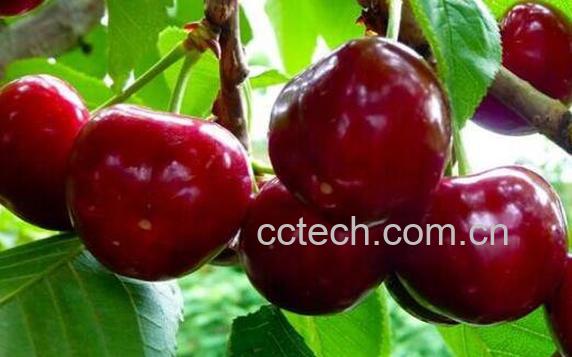 含铁的食物有哪些 吃什么食物能补铁-1