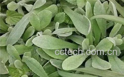 清明菜的功效与作用-0