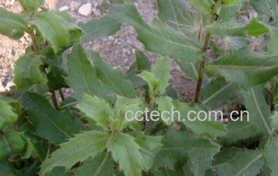 刺儿菜的功效与作用及食用方法-0