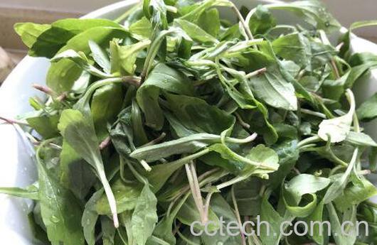 马兰头如何做好吃 马兰头的做法窍门-1