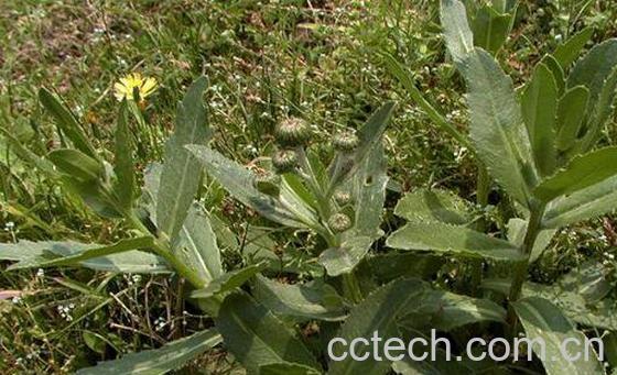 刺菜煮水喝有什么作用-0