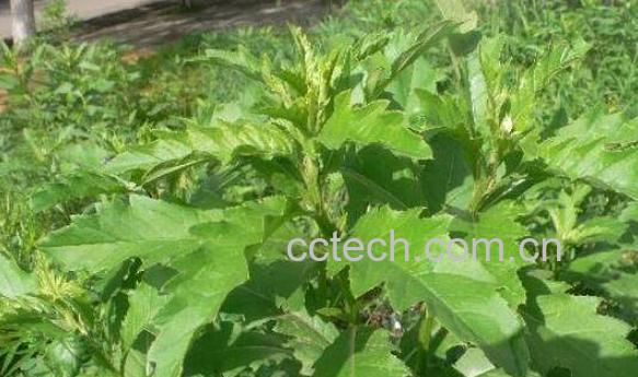 刺菜煮水喝有什么作用-1