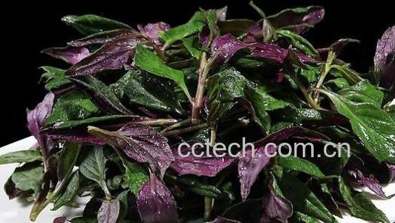 观音菜怎么做好吃 观音菜的做法技巧-0