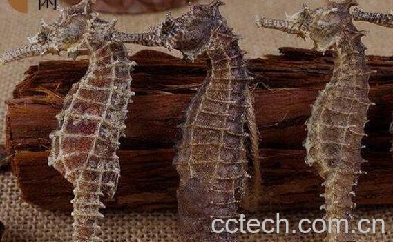 海马泡酒有什么功效-0