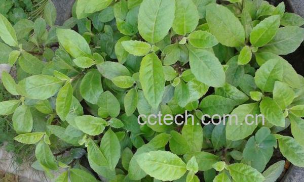 白血皮菜的作用和功效-0