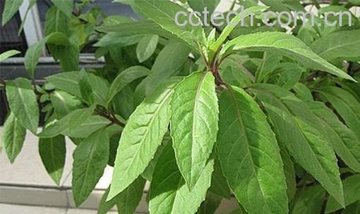 白血皮菜的作用和功效-1