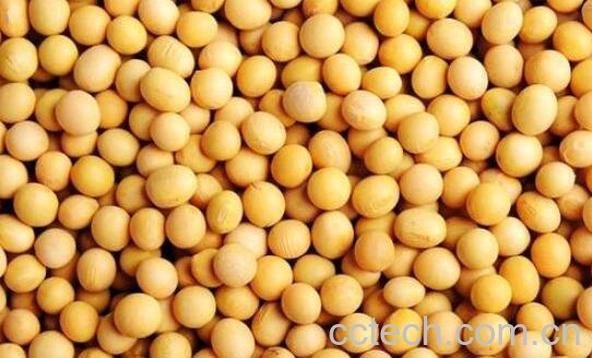 黄大豆的功效与作用-0