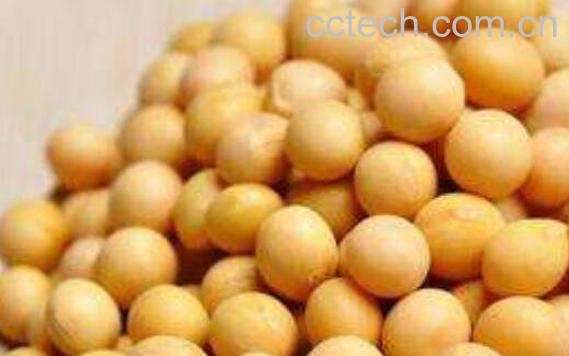 黄大豆的功效与作用-1