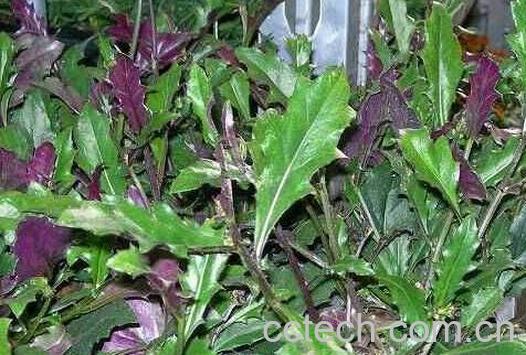 红皮菜的功效与作用 红皮菜致癌是真的吗-1