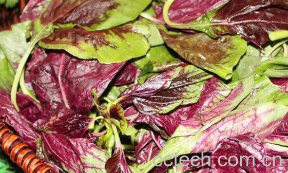 红皮菜的功效与作用 红皮菜致癌是真的吗-0