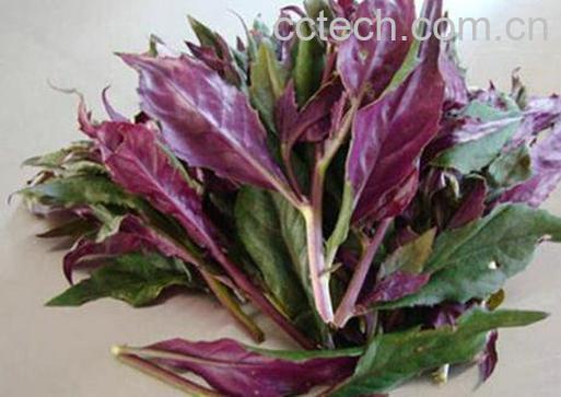 紫背天葵的功效与作用-0