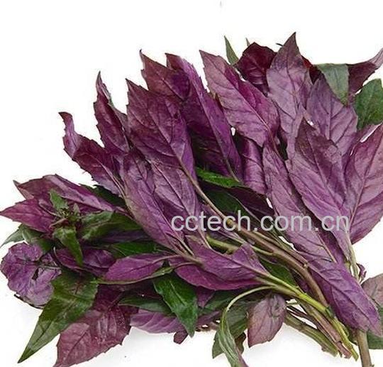 白观音菜的功效与作用-0