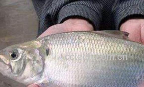 鲥鱼鳞的功效与作用及药用价值-0