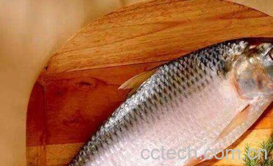 鲥鱼鳞的功效与作用及药用价值-1