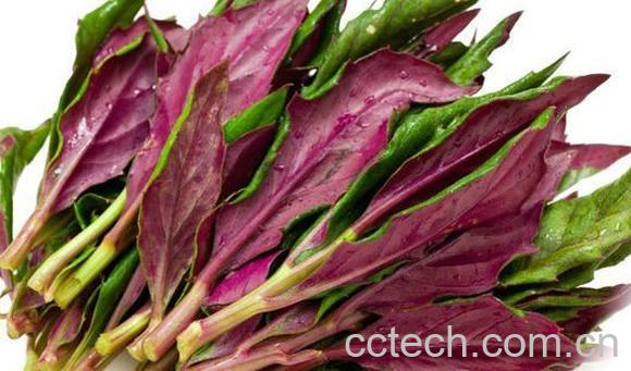 观音菜的功效与作用 -1