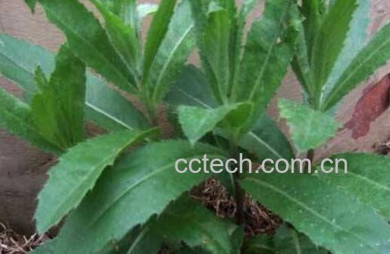 大刺儿菜的功效与作用-1