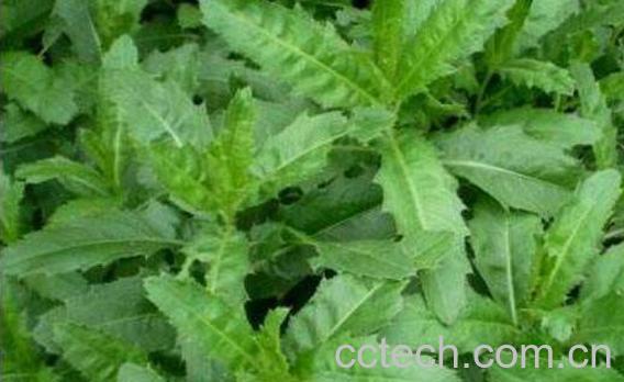 大刺儿菜的功效与作用-0