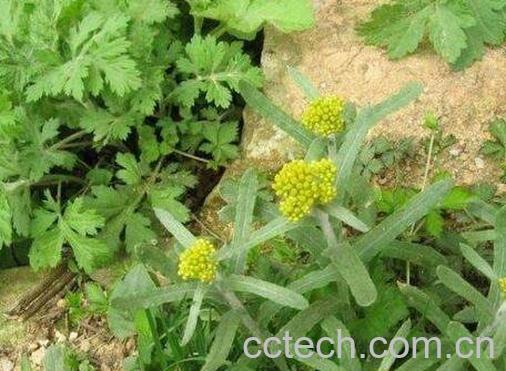 清明菜可以泡水喝吗 清明菜泡水喝的功效-1