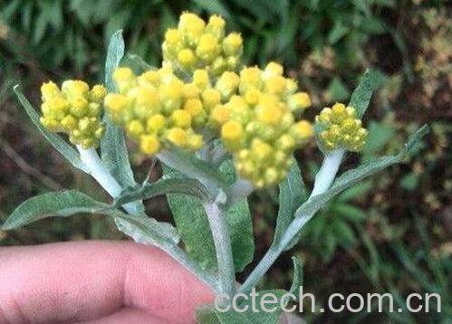 清明菜可以泡水喝吗 清明菜泡水喝的功效-0