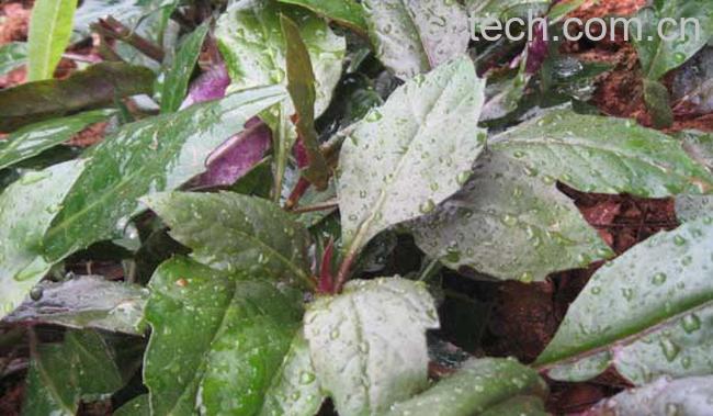 红背菜的功效与作用-0