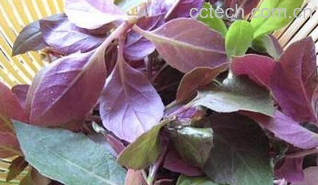 红背菜的功效与作用-1