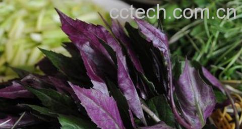 红背菜真的不能吃吗 红背菜有毒吗 -0