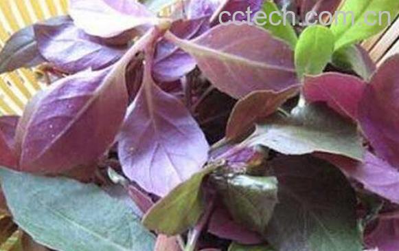 温州观音菜的腌制步骤教程-0