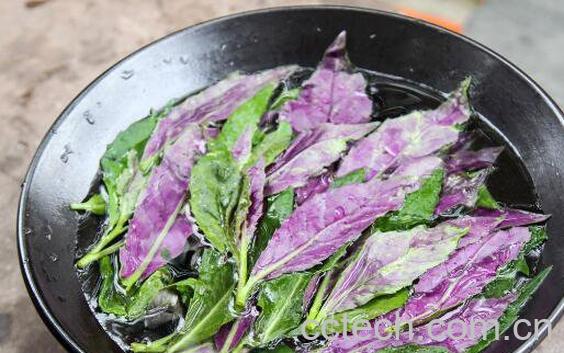 温州观音菜的腌制步骤教程-1