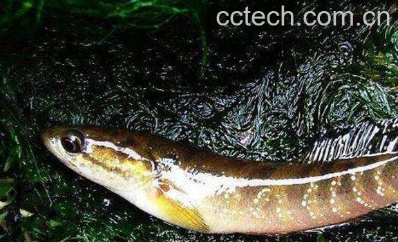 七星鱼的功效与作用 七星鱼的食用禁忌-0