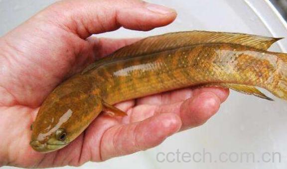 七星鱼的功效与作用 七星鱼的食用禁忌-1