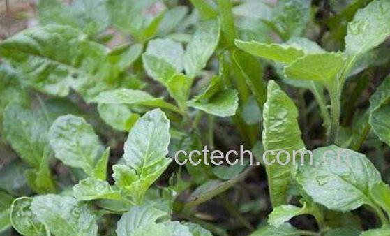 白子菜的功效与作用-1