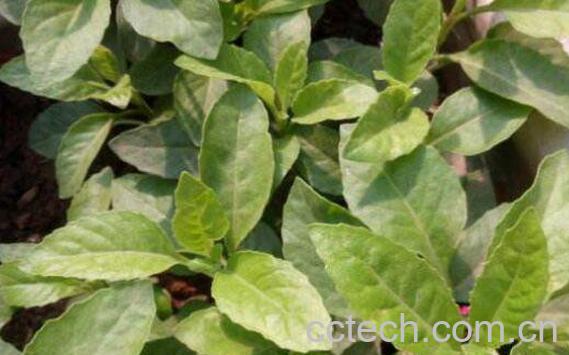 白子菜的功效与作用-0