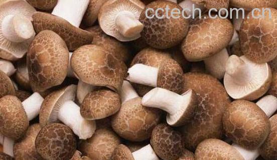 花菇和香菇的区别-0