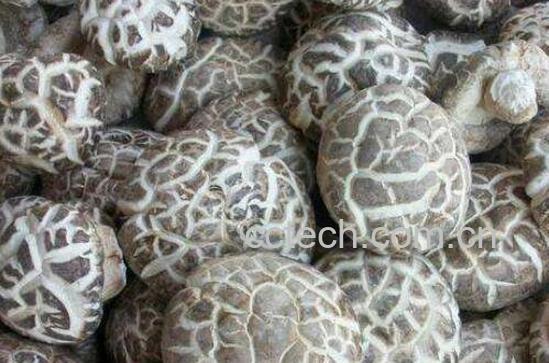 花菇和香菇的区别-1